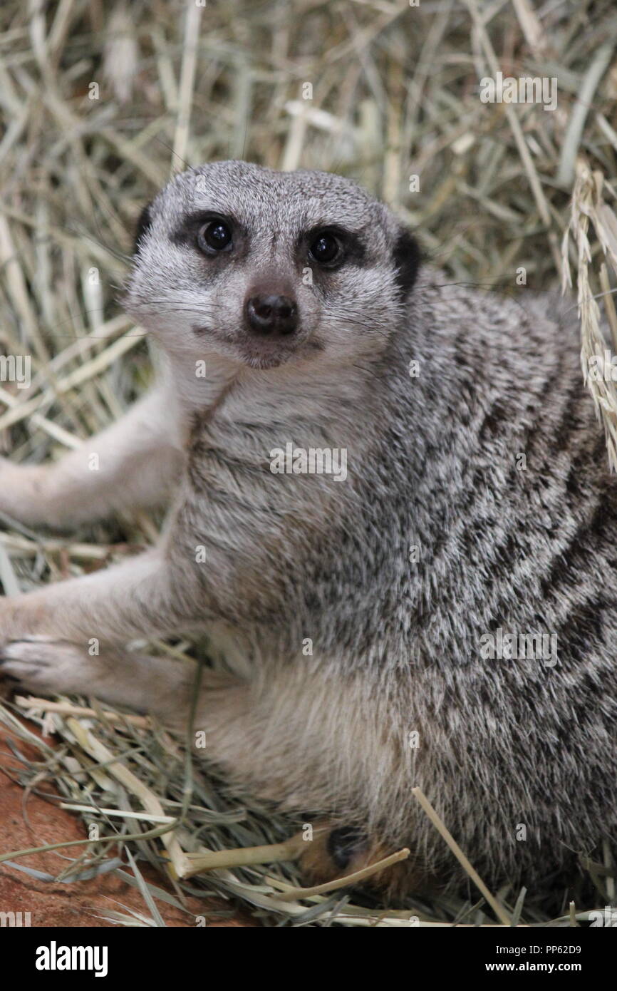 Super süße Erdmännchen, Suricata suricatta, S. suricatta, die in ihrer Gegend spielen. Stockfoto