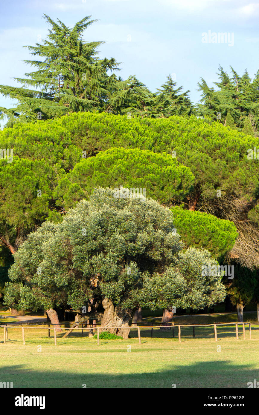 Ein Olivenbaum ca. 1600 Jahre alt, auf der Insel Brioni in der Adria Stockfoto