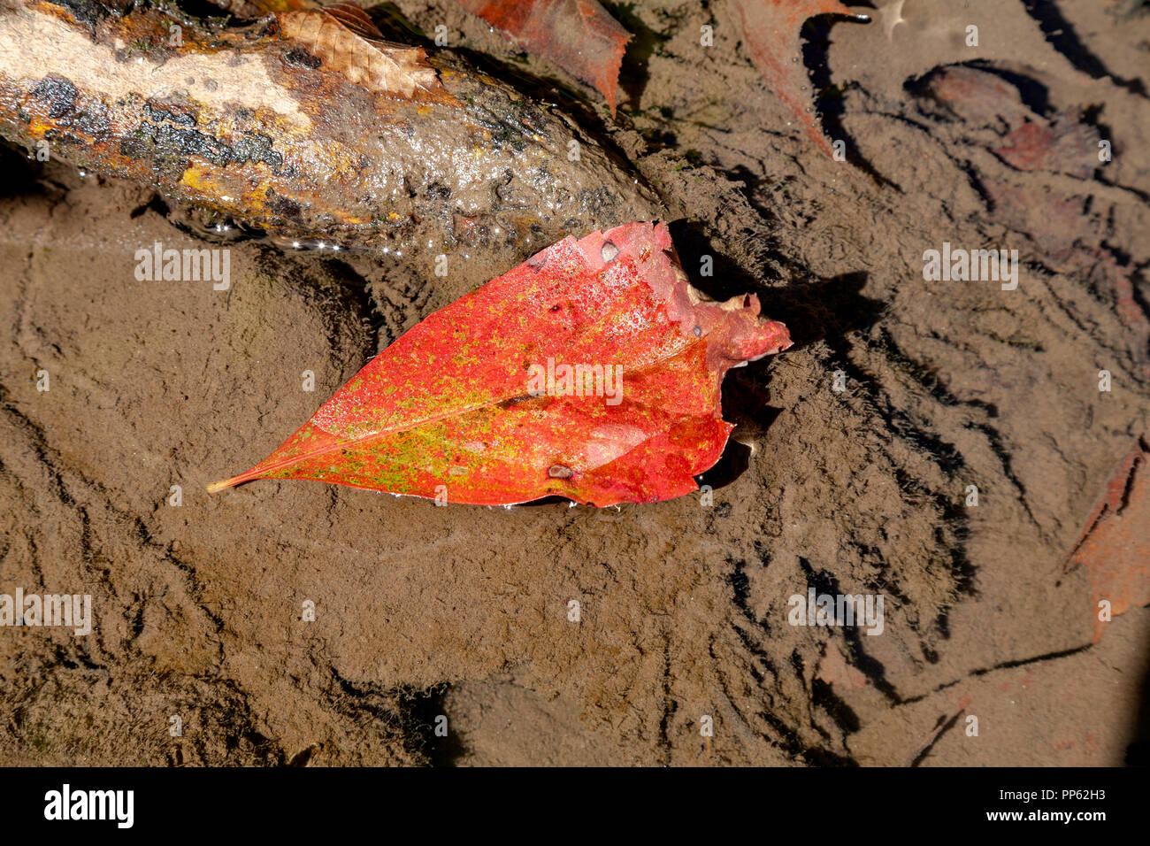 Ein wunderschönes, rot, Anfang Herbst Blatt liegt teilweise in der Wildkatze Zweig stream in Cades Cove, Tennessee versenkt. Stockfoto