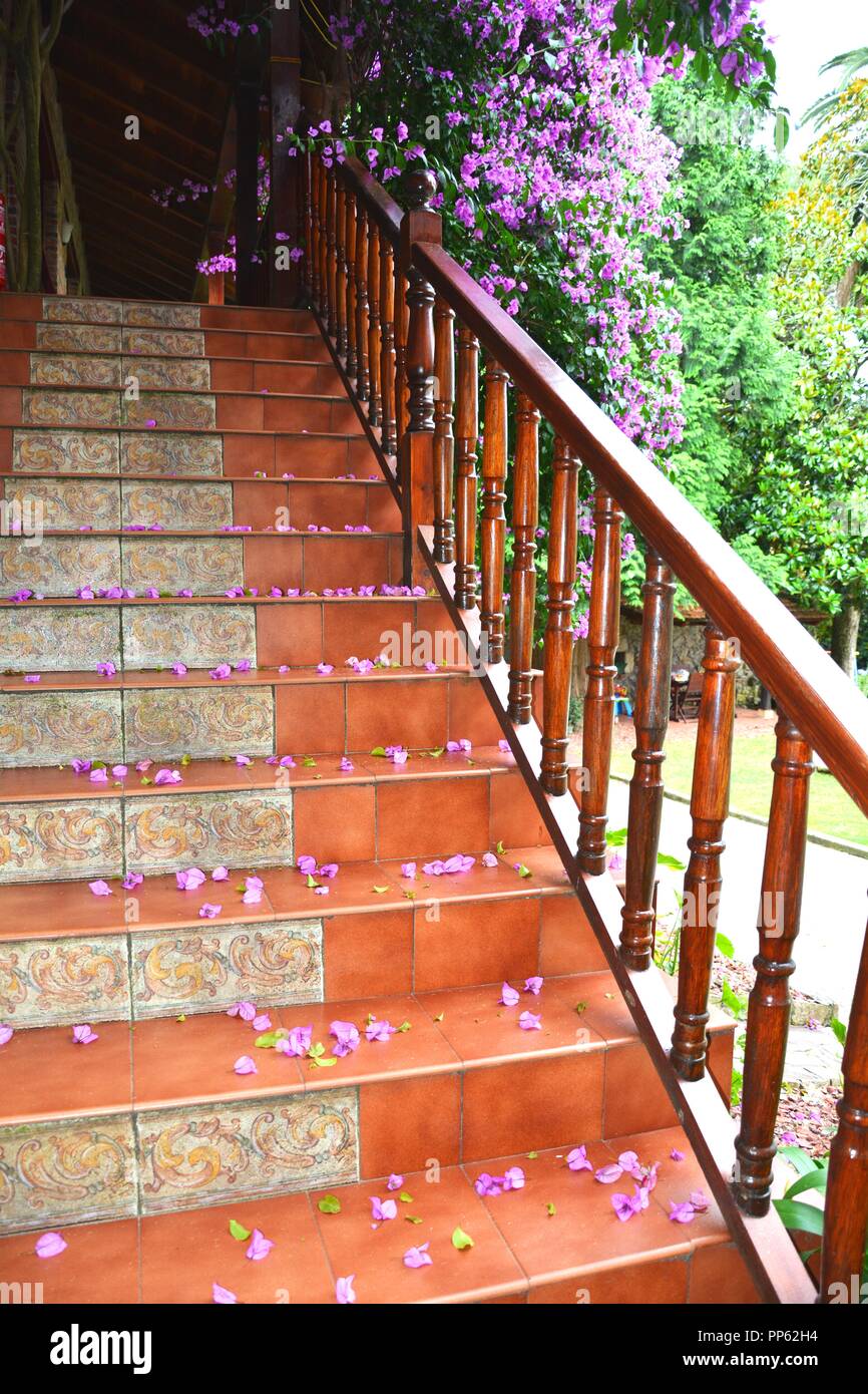 Blumen auf der Treppe Stockfoto