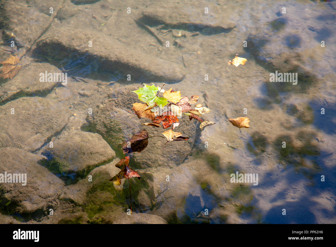 Ein Strudel der bunten Blätter schwimmen auf der Oberfläche von klaren Gewässern der Wildcat Zweig stream, Cades Cove, in der Great Smoky Mountains National Park. Stockfoto