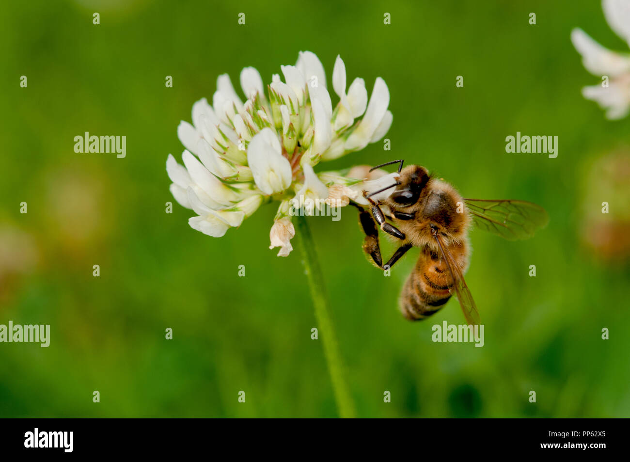 Honigbiene (Apis mellifera) Fütterung auf KLEE (Trifolium sp.) auf einem Rasen in Boise, Idaho, USA Stockfoto