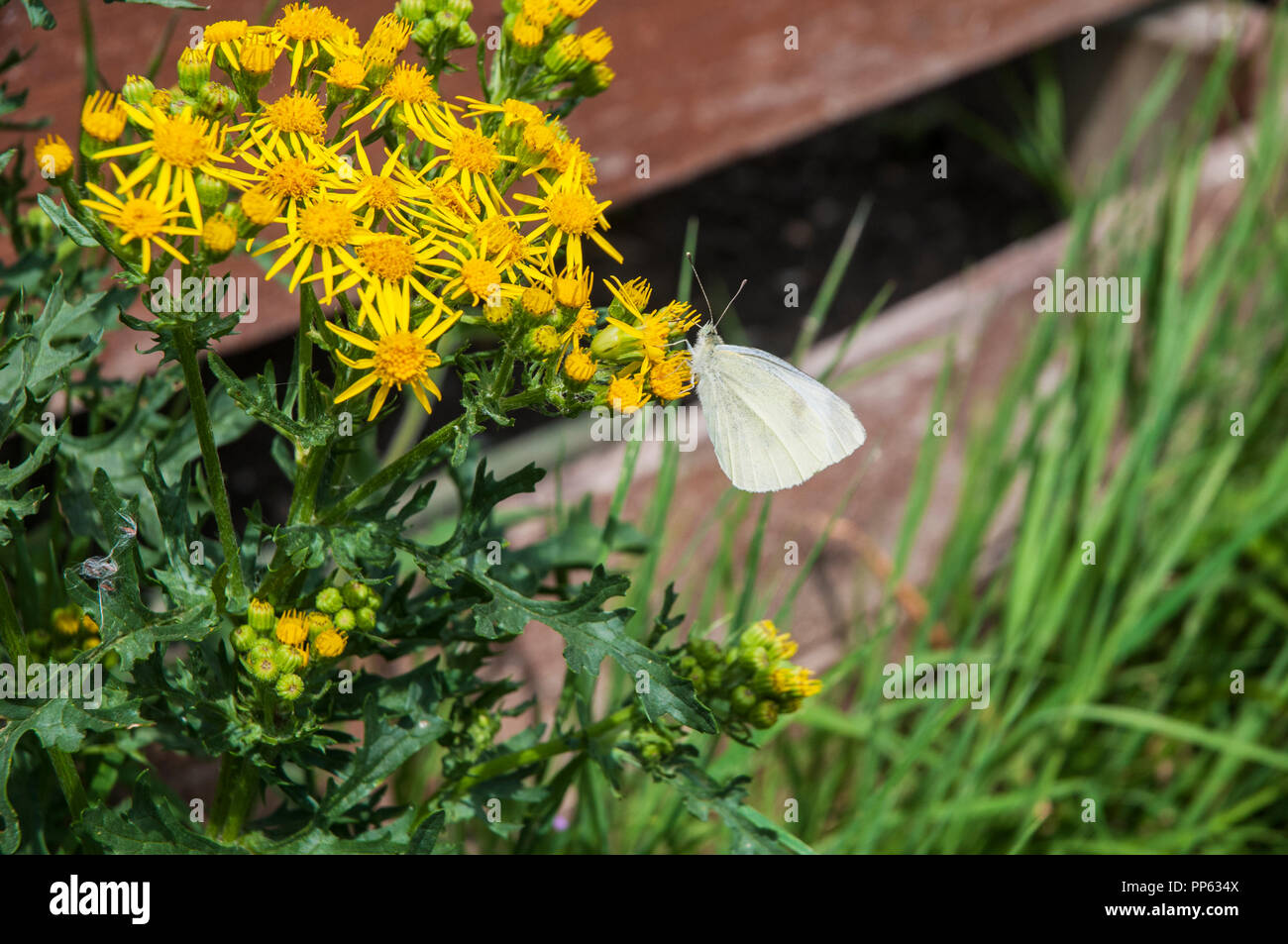 Ragwort Cardamine pratensis wild wachsenden gegen einen Zaun mit kleinen weißen Artogeia rapae Schmetterling mit Rüssel während der Fütterung auf Blume. Stockfoto