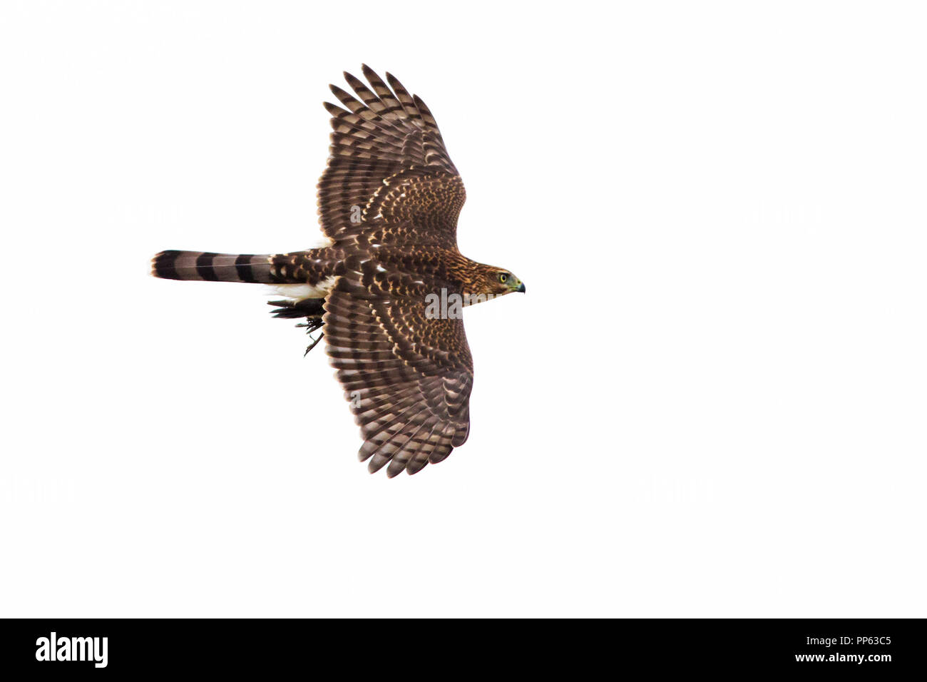 Cooper's hawk mit Raub, Taube Stockfoto