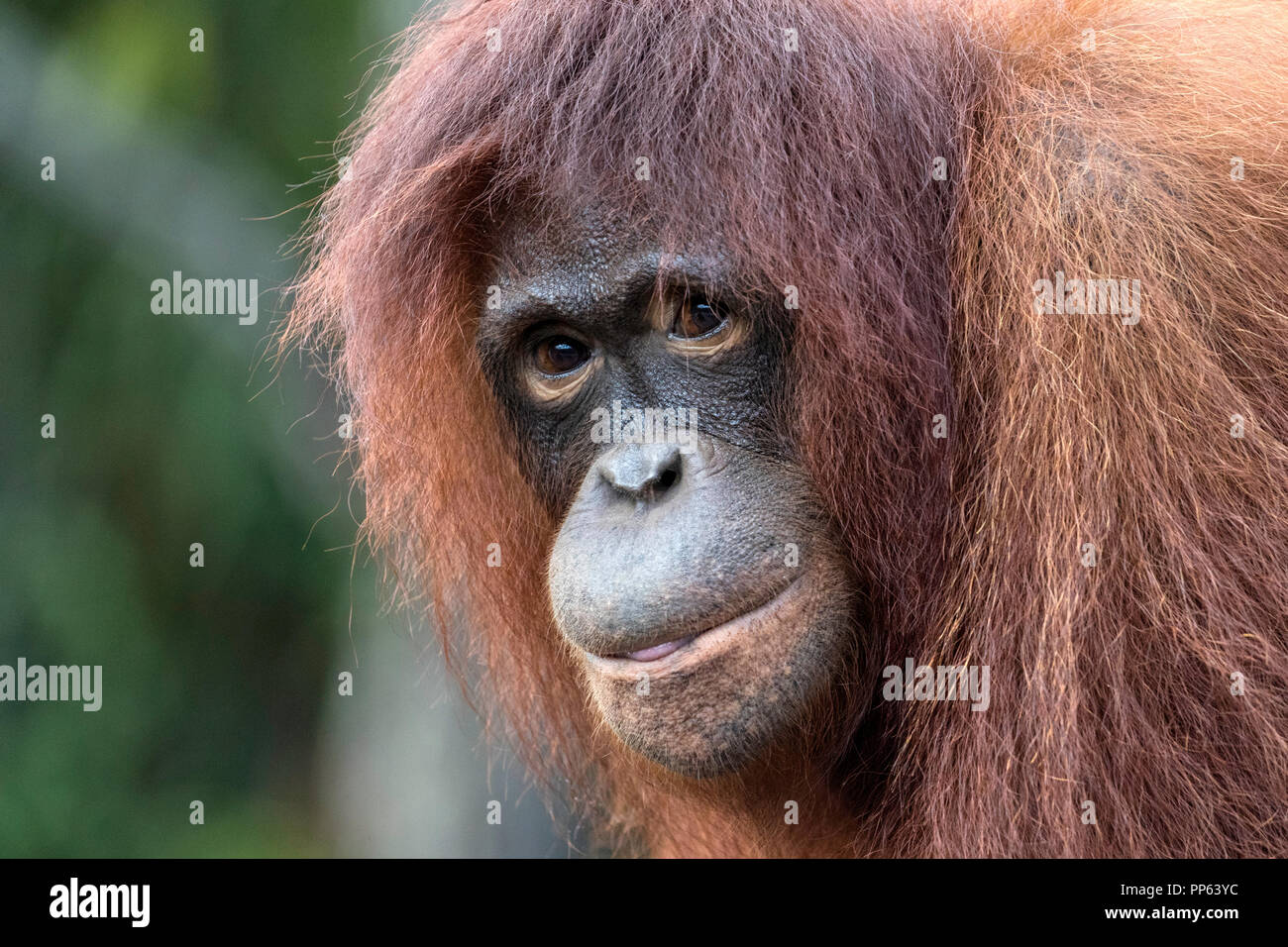 Orang-utan (Pongo pygmaeus), Porträt, Nahaufnahme, Borneo, Indonesien. Stockfoto