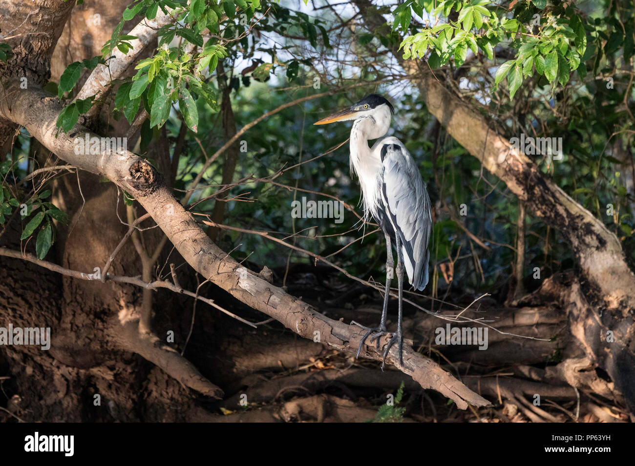 Ein erwachsener cocoi Heron, Ardea, cocoi Porto Jofre, Mato Grosso, Pantanal, Brasilien. Stockfoto