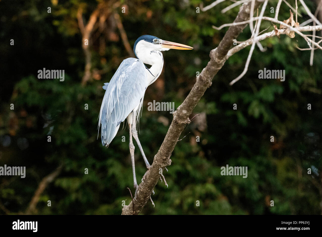 Ein erwachsener cocoi Heron, Ardea, cocoi Porto Jofre, Mato Grosso, Pantanal, Brasilien. Stockfoto
