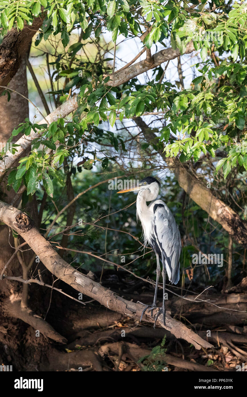 Ein erwachsener cocoi Heron, Ardea, cocoi Porto Jofre, Mato Grosso, Pantanal, Brasilien. Stockfoto