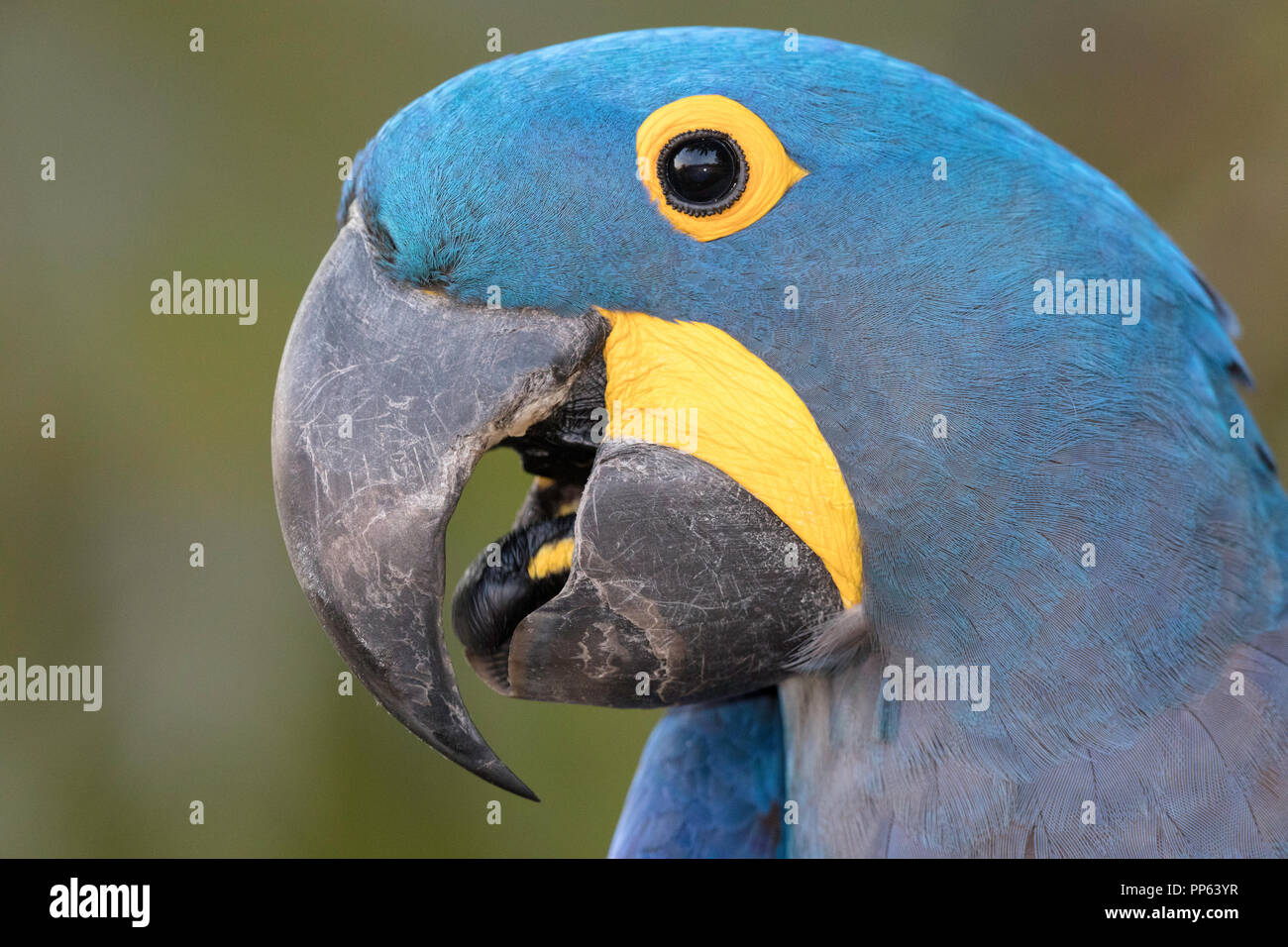 Hyazinthara Portrait, Anodorhynchus hyacinthinus, pousado Rio Claro, Mato Grosso, Brasilien. Stockfoto