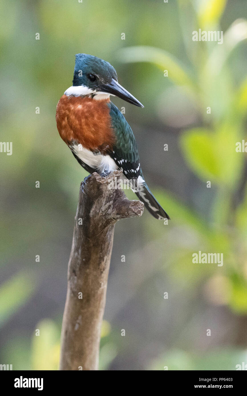 Erwachsene männliche grüne Eisvogel, (Chloroceryle americana), mit Raum für Kopieren, Porto Jofre, Mato Grosso, Pantanal, Brasilien. Stockfoto