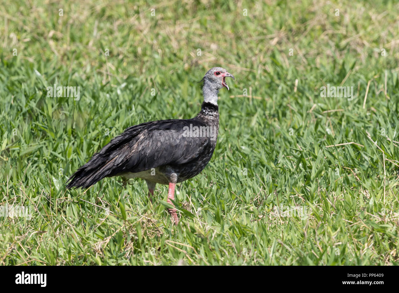 Ein erwachsener südlichen Screamer, Chauna torquata, pousado Rio Claro, Mato Grosso, Pantanal, Brasilien. Stockfoto