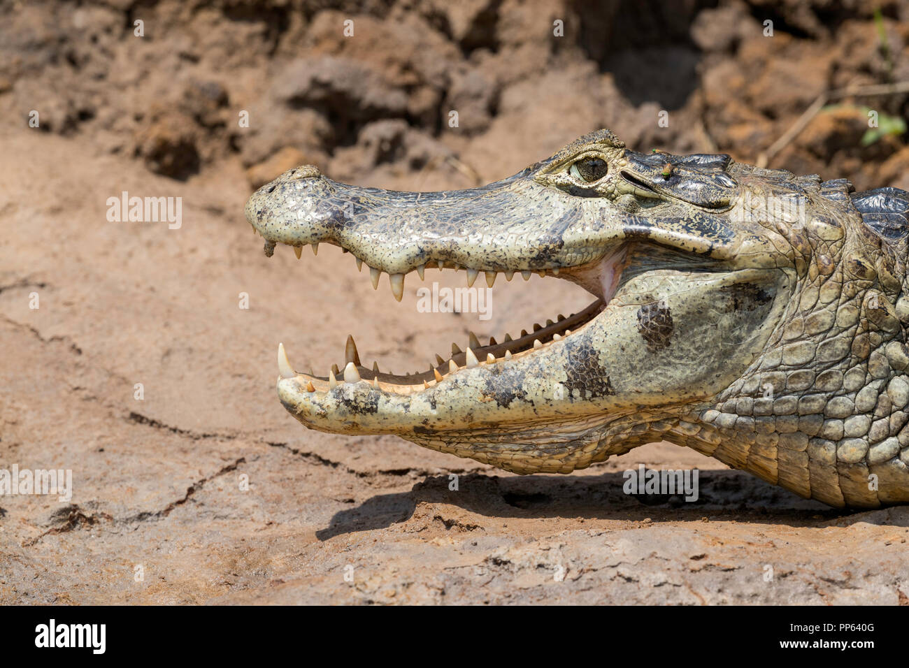 Nach Yacare Kaimane (Caiman yacare), mit dem Mund am Flussufer in der Nähe der Porto Jofre, Brasilien öffnen. Stockfoto
