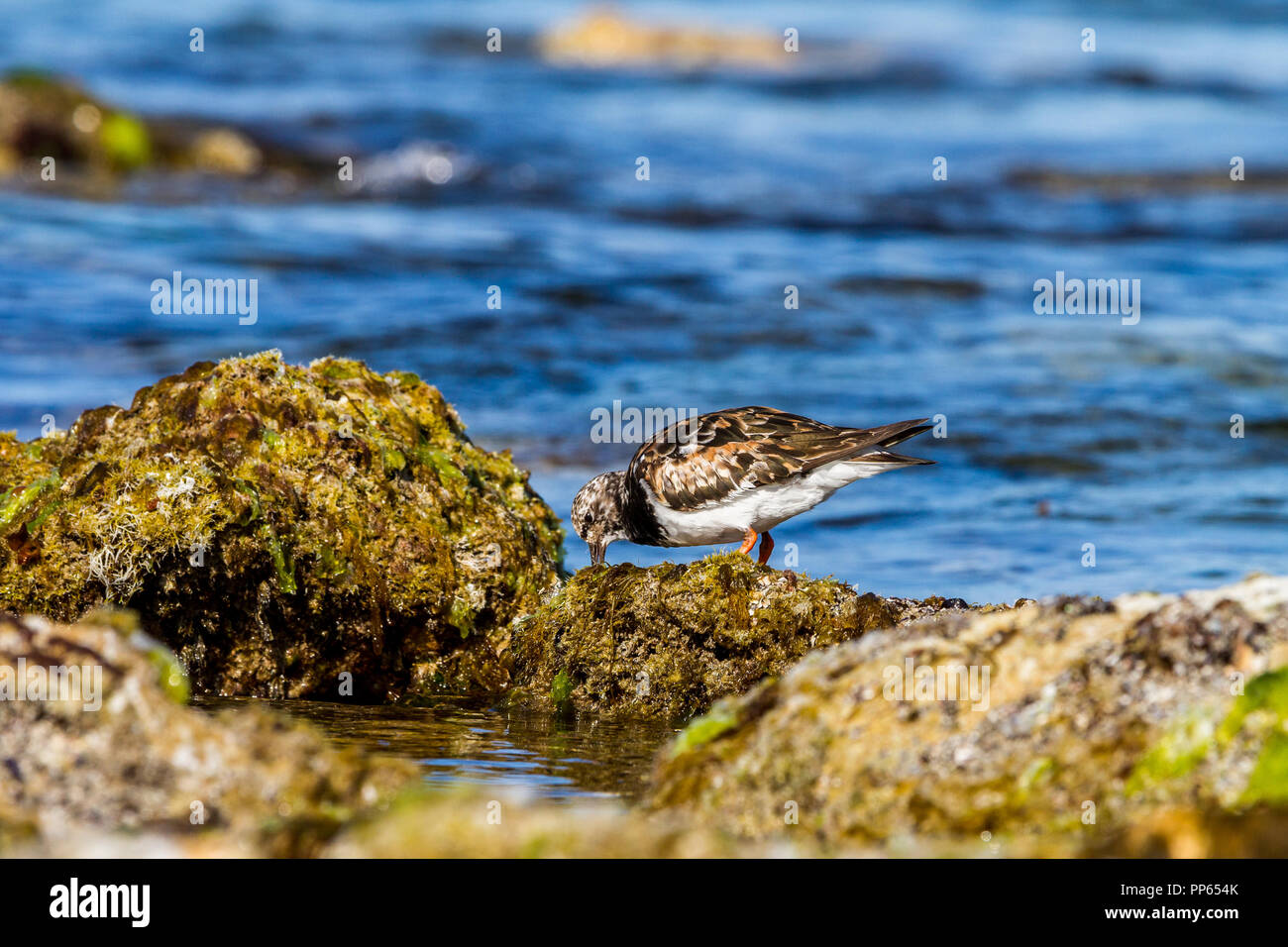Ruddy Turnstone Watvögel suchen nach Nahrung der westlichen Küste Australiens Stockfoto