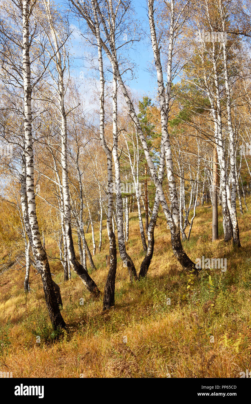 Herbst Landschaft: Birke Wald mit goldenen Laub auf Flanke des Hügels an sonnigen Tag im September Stockfoto
