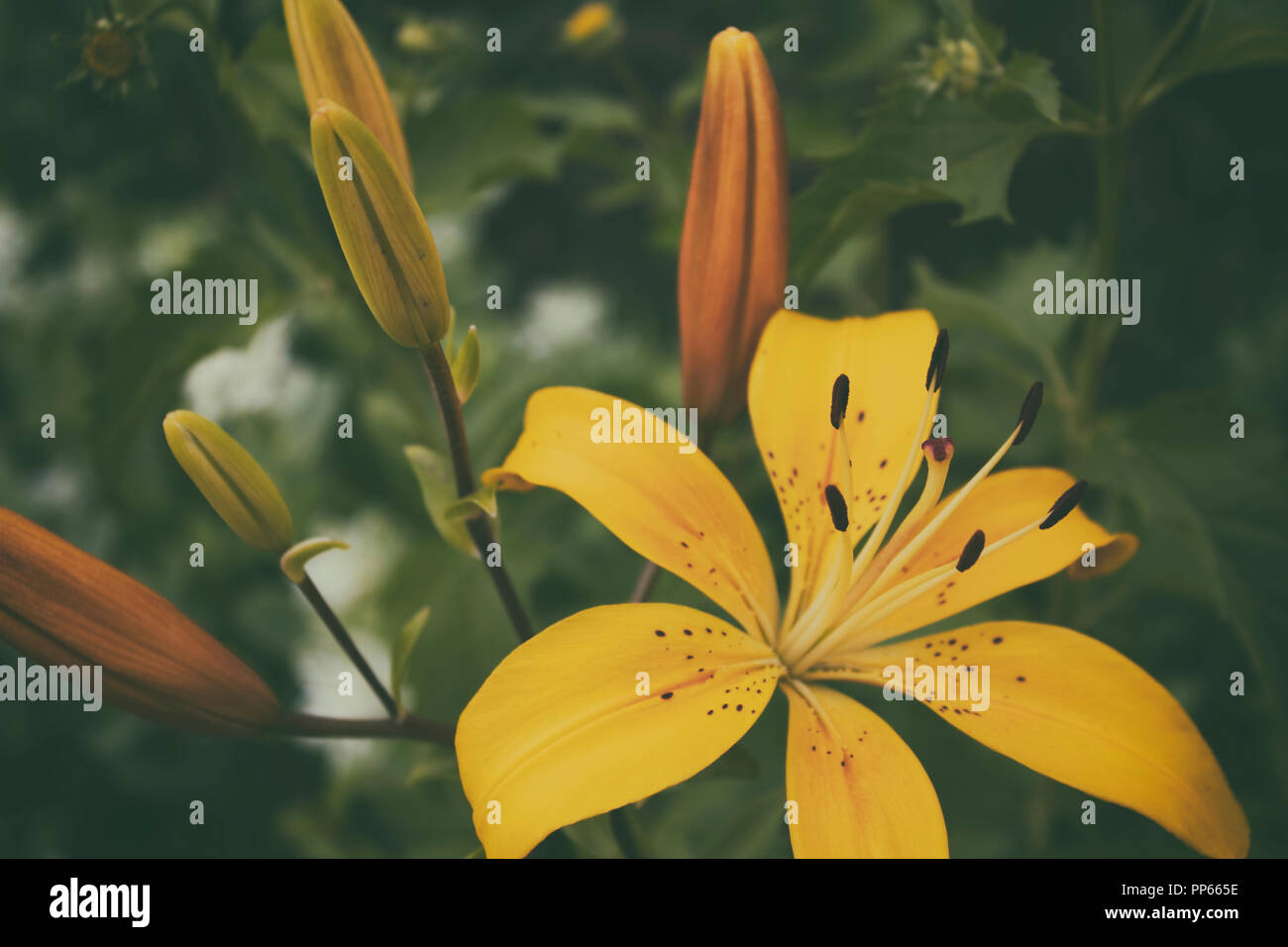 Schöne gelbe Lilie. Gelbe Lilie. Lily. Garten Blumen. Stockfoto