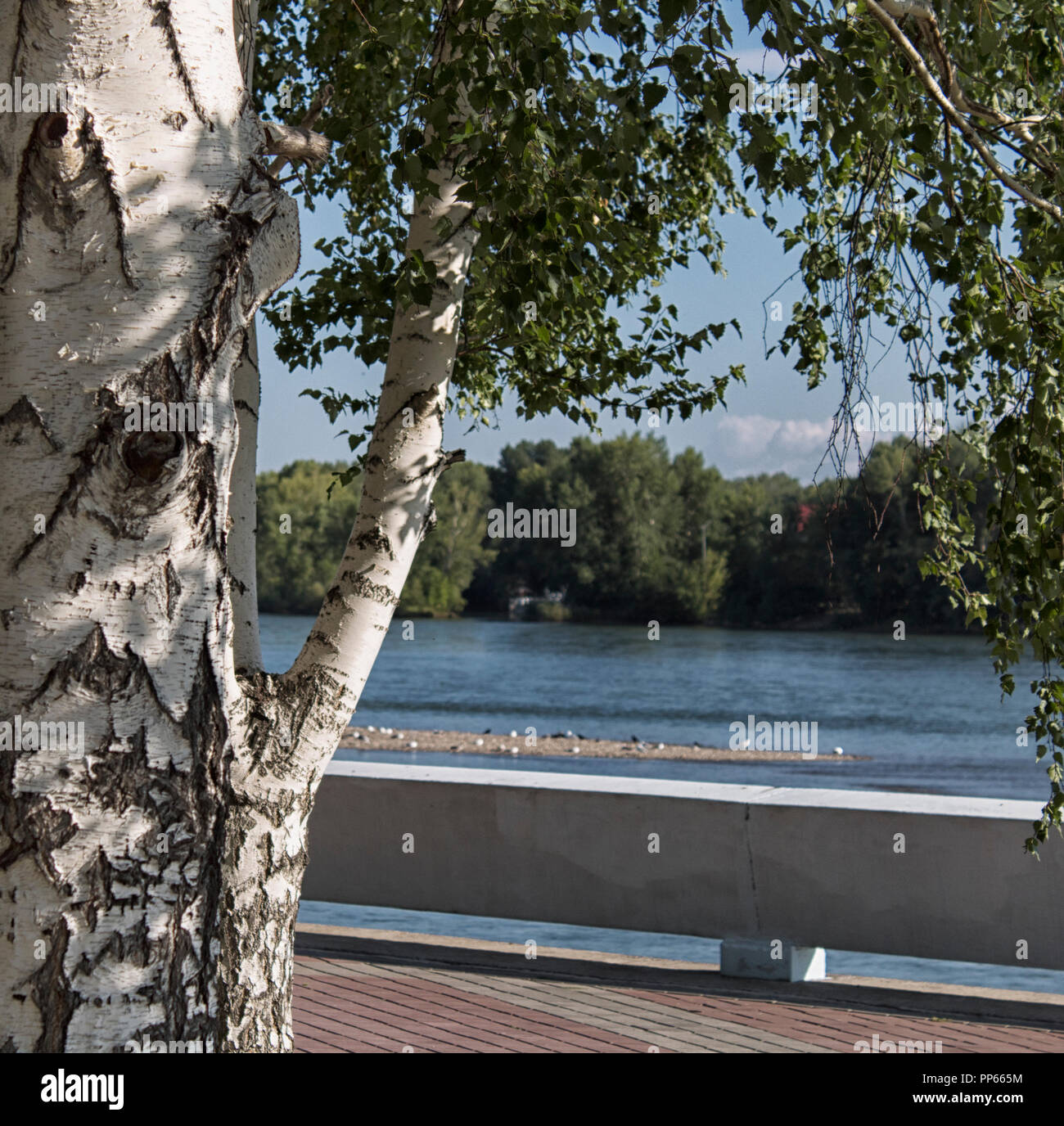 Birke und den Fluss. Baum im Hintergrund. Birke. Natürliche Hintergrund. Sommer. Stockfoto