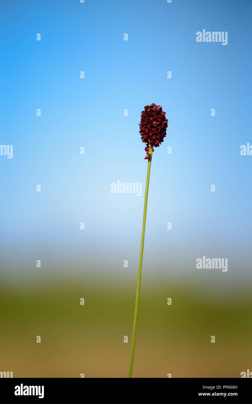 Die pimpinelle Sanguisorba officinalis - ist eine Pflanze, die in der Familie der Rosaceae, Unterfamilie Rosoideae. Sie ist heimisch in den kühleren Regionen des Nordens Stockfoto