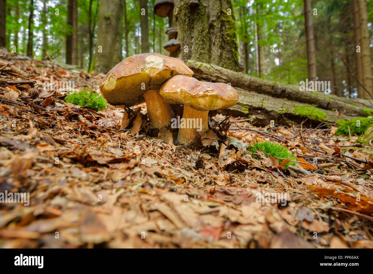 Boletus pinophilus, Kiefer, Kiefer king bolete bolete ist ein basidiomycet Pilz der Gattung Boletus in ganz Europa gefunden Stockfoto