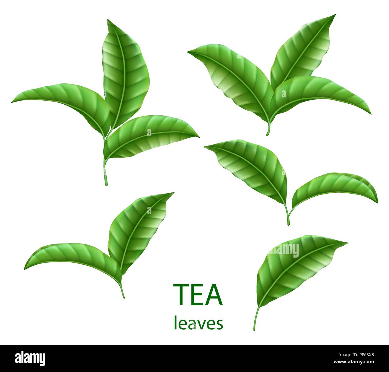Festlegen von realistischen grüne Teeblätter isoliert. Grüner Tee für ihr Design, Werbung und Verpackung. Vektor floralen Elementen. Stock Vektor