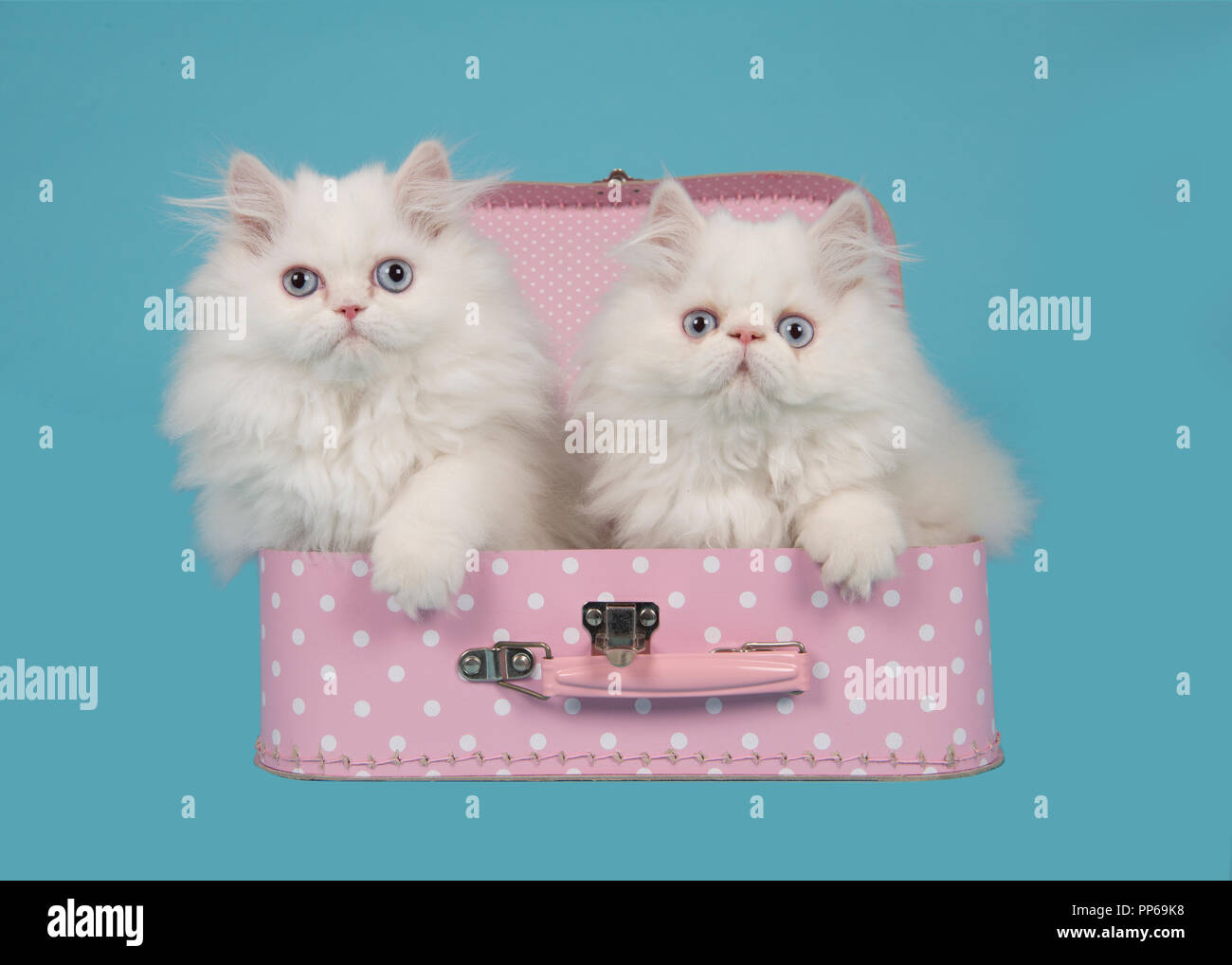 Zwei weiße persischer Langhaar Kätzchen mit blauen Augen in einem rosa Koffer auf einem blauen Hintergrund Stockfoto