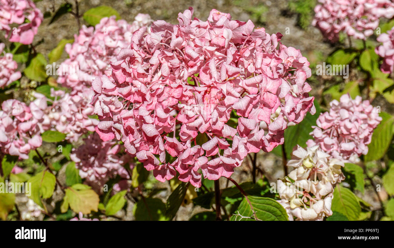 Hydrangea Macrophylla Tricolor 1. Stockfoto