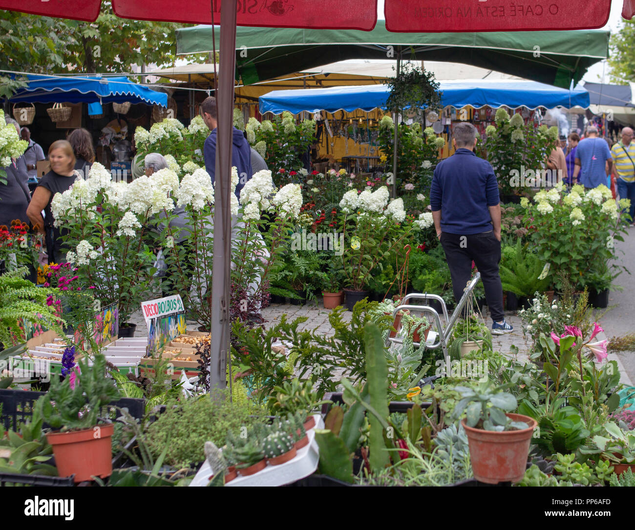 Espinho, Portugal Gartenbaupflanzen, Blumen, Gemüse, Kakteen usw. zum Verkauf auf einem Markt im Freien in Espinho, Portugal. Stockfoto