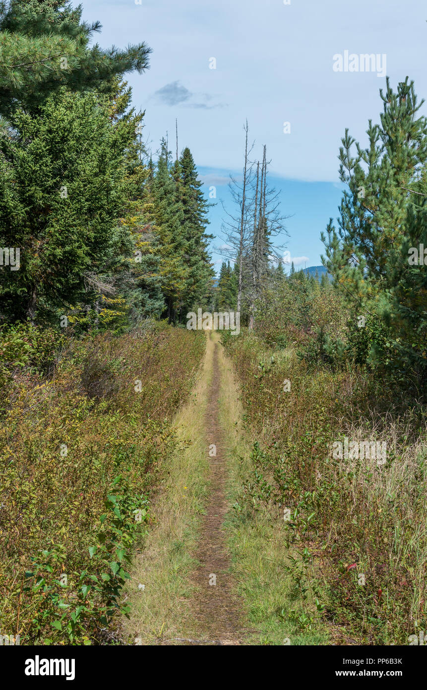 Anzeigen von Bloomingdale Bog Trail in Saranac Lake NY Stockfoto