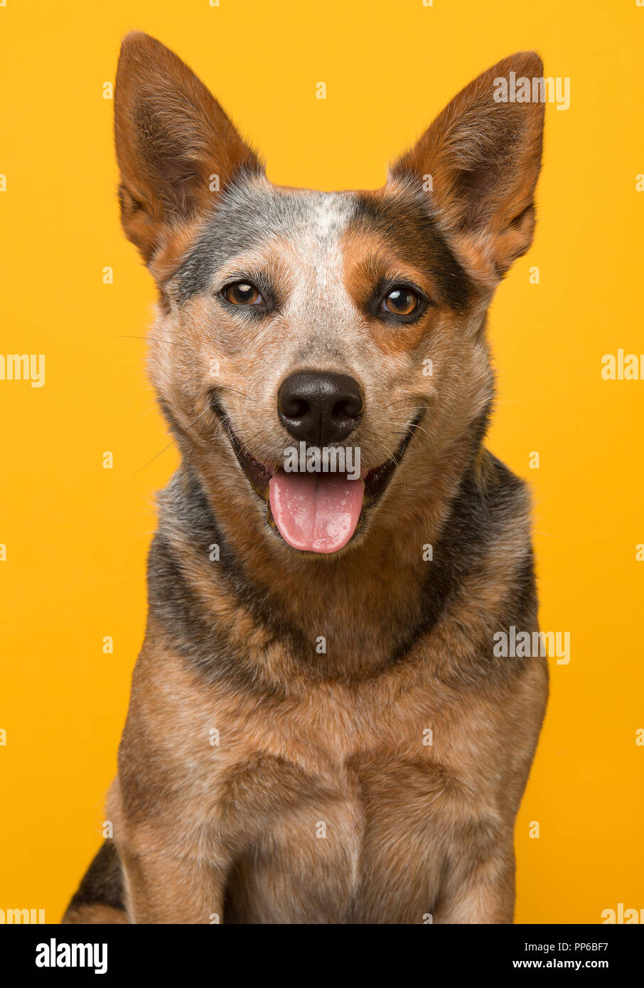 Süße Australian Cattle Dog Portrait lächelnd mit offenen Mund schauen in die Kamera auf gelbem Hintergrund Stockfoto
