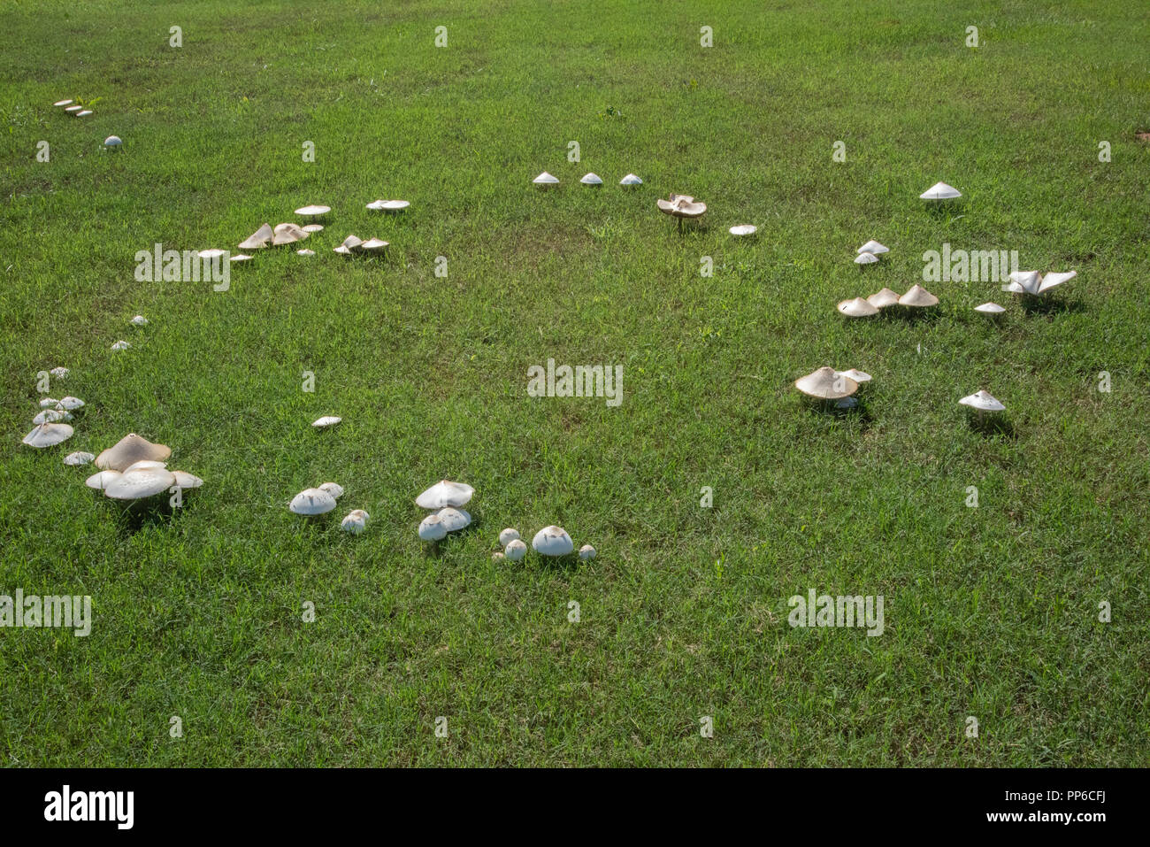 Weiße Pilze bilden einen Kreis als fairy Ring auf die grüne Wiese. Stockfoto