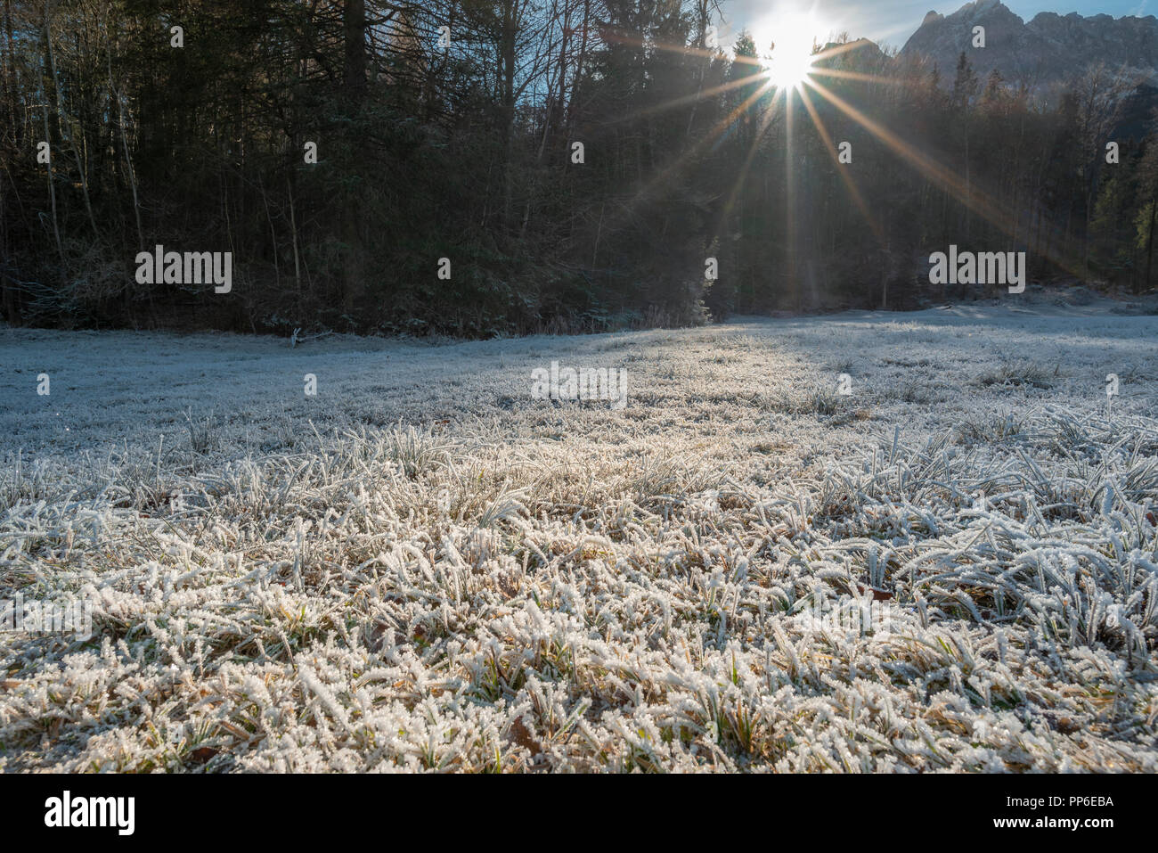 Zauberhafte Winterlandschaft mit Sonnenstrahlen über den verschneiten und eisigen Gras, auf einer Wiese, umgeben von Wald, in der Nähe von Garmisch-Partenkirchen, Deutschland. Stockfoto