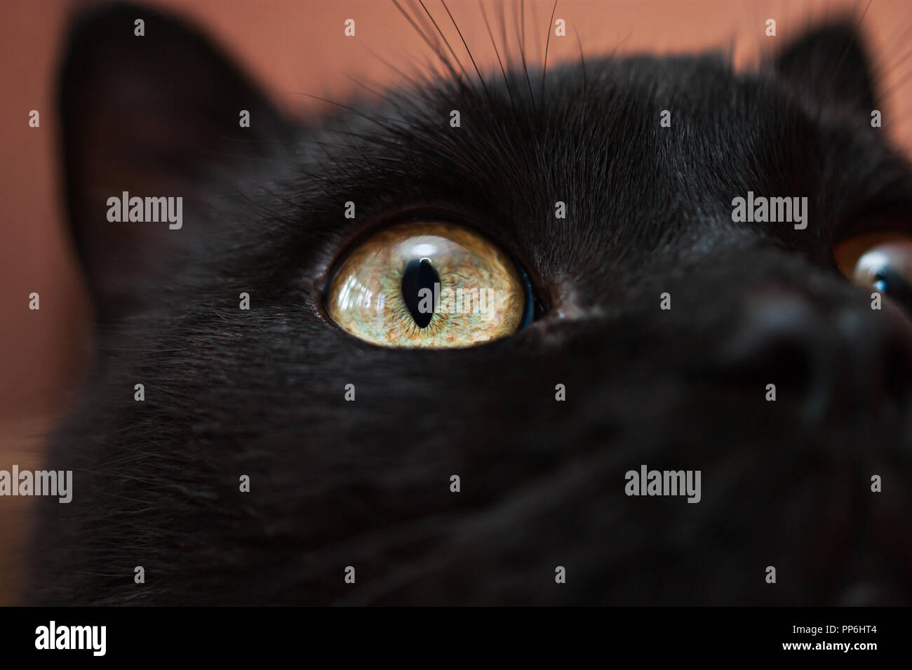 Close Up Ist Eine Schwarze Katze Gelbe Augen Und Nase