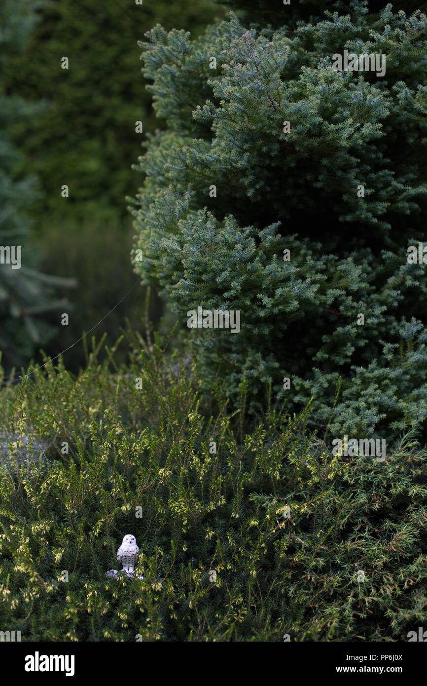 Eine winzige weiße Eule Figur unter den großen grünen Buschwerk. Stockfoto