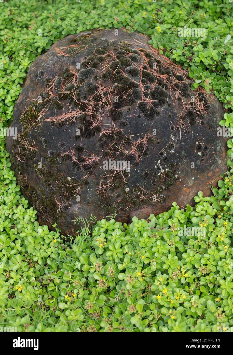 Ein Stein mit Moos, durch grüne Bodendecker umgeben. Stockfoto