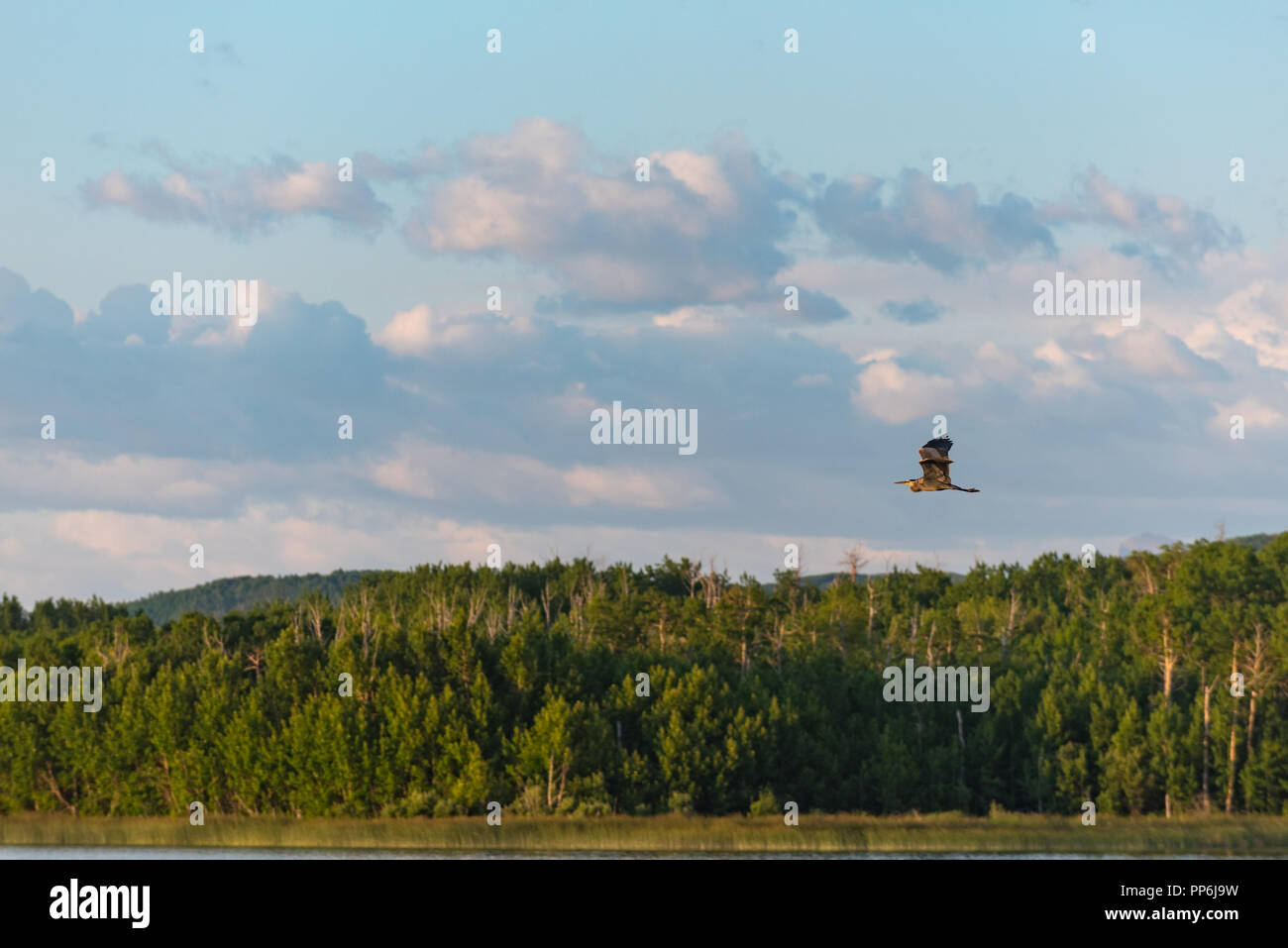 Great Blue Heron im Flug über einer Wiese See Stockfoto