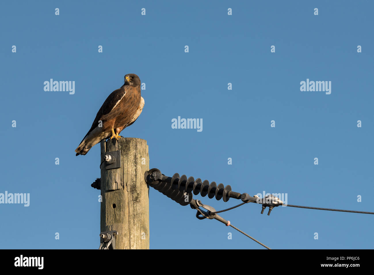 Swainson Hawk hocken auf einem Strommast unter blauem Himmel Stockfoto
