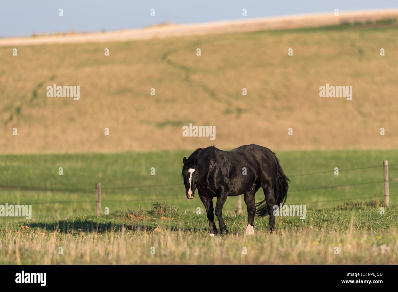 Black Horse Beweidung auf Frühling Gras in einer Weide in ländlichen Alberta, Kanada Stockfoto