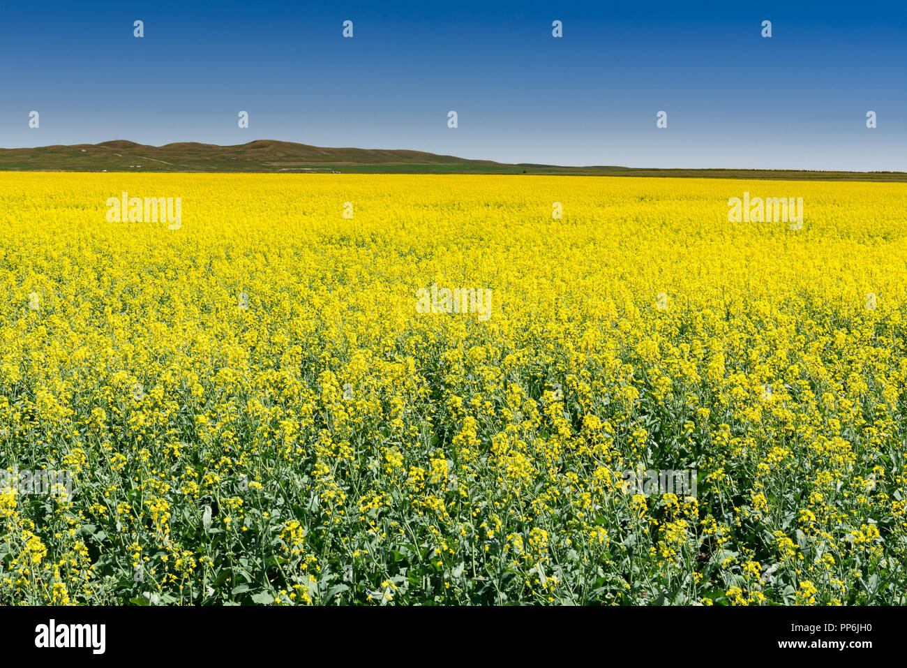 Die schöne Landschaft der landwirtschaftlichen Nutzfläche in den Ausläufern von Alberta, Kanada, mit gelben Felder von Raps Getreide Stockfoto
