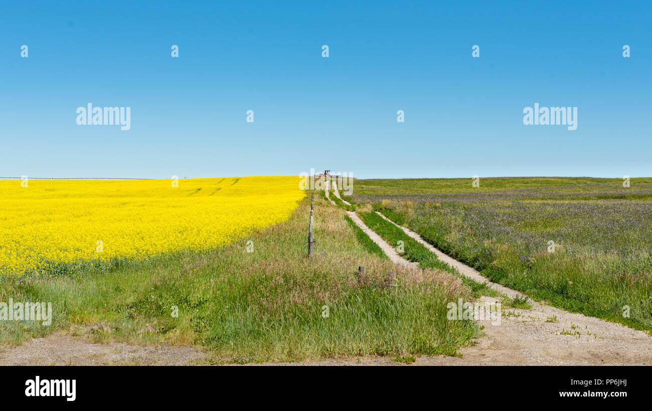 Die schöne Landschaft der landwirtschaftlichen Nutzfläche in den Ausläufern von Alberta, Kanada, mit Bereichen der gelb blühende Raps Getreide. Stockfoto