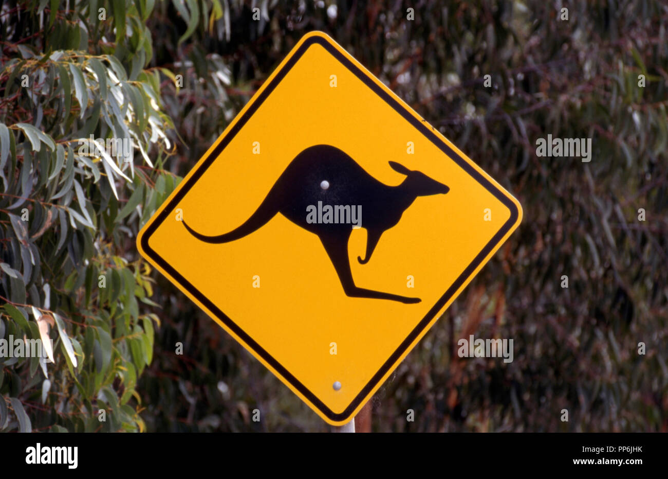 Schild, NEW SOUTH WALES, warnen, dass KÄNGURUS KREUZ IN DIESEM ABSCHNITT DER STRASSE. Australien Stockfoto