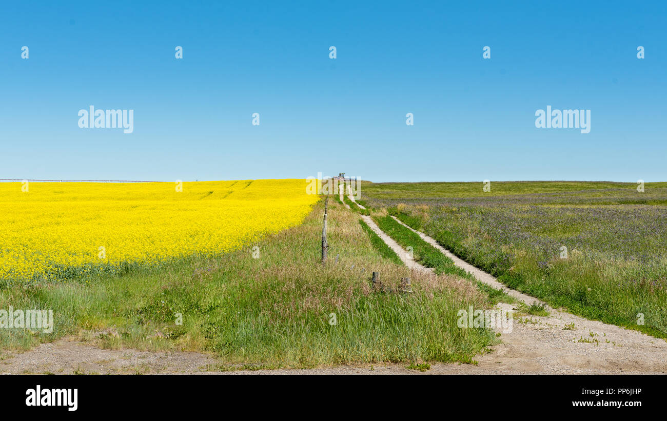 Die schöne Landschaft der landwirtschaftlichen Nutzfläche in den Ausläufern von Alberta, Kanada, mit Bereichen der gelb blühende Raps Getreide. Stockfoto