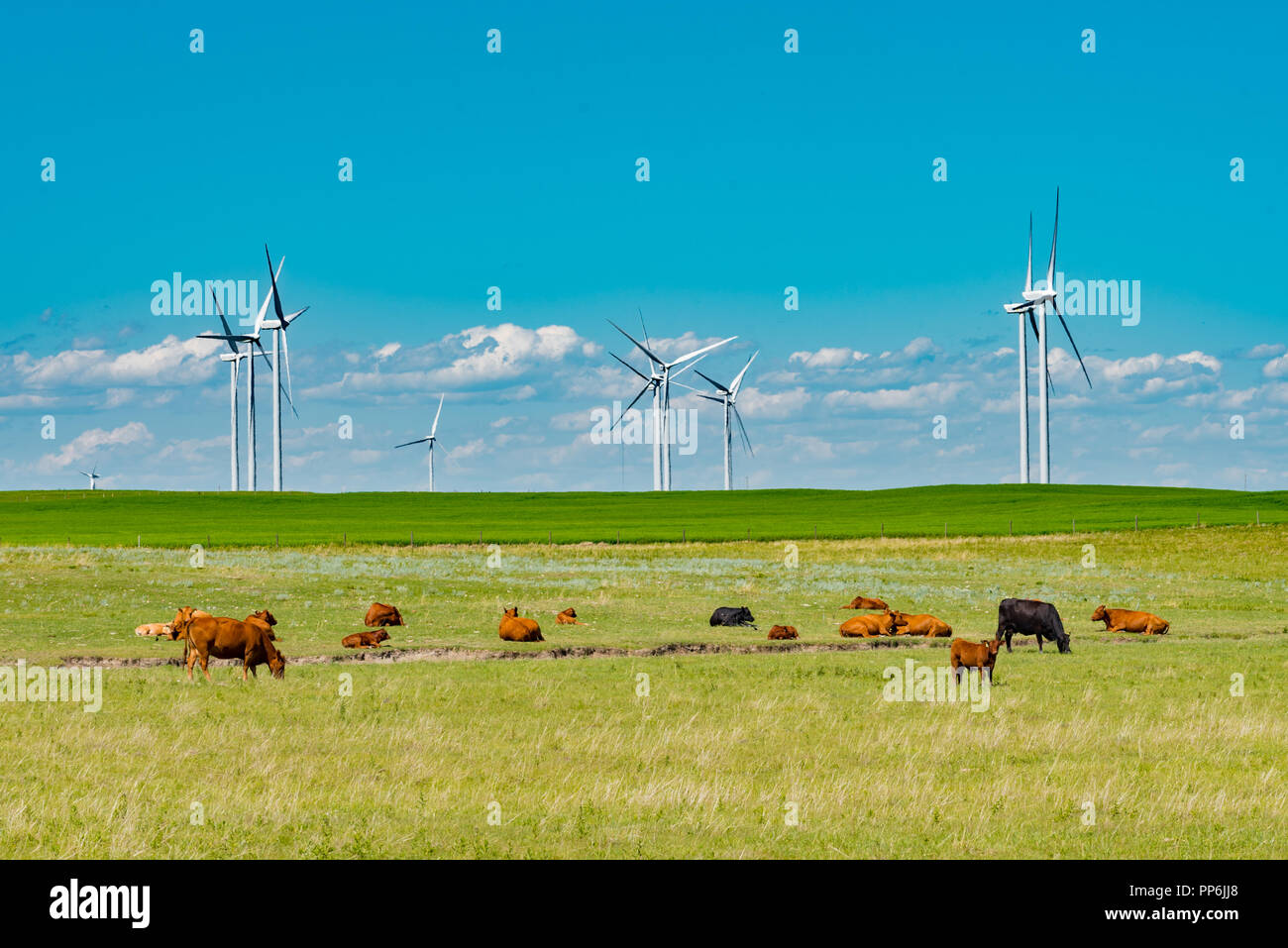 Rinder grasen auf einer Weide unter dem Schatten von einem Windrad Bauernhof in den Ausläufern der Rocky Mountains, Alberta, Kanada. Stockfoto