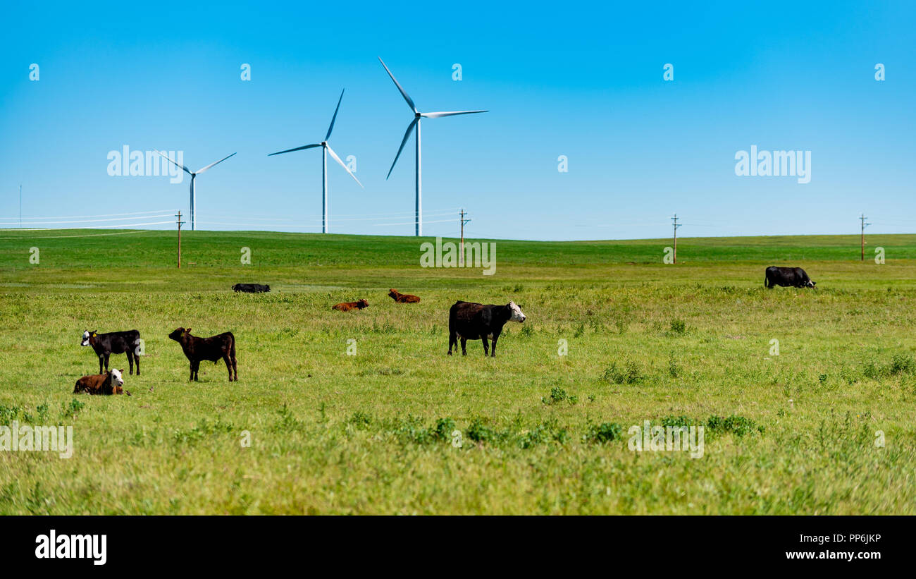 Rinder grasen auf einer Weide unter dem Schatten von einem Windrad Bauernhof in den Ausläufern der Rocky Mountains, Alberta, Kanada. Stockfoto