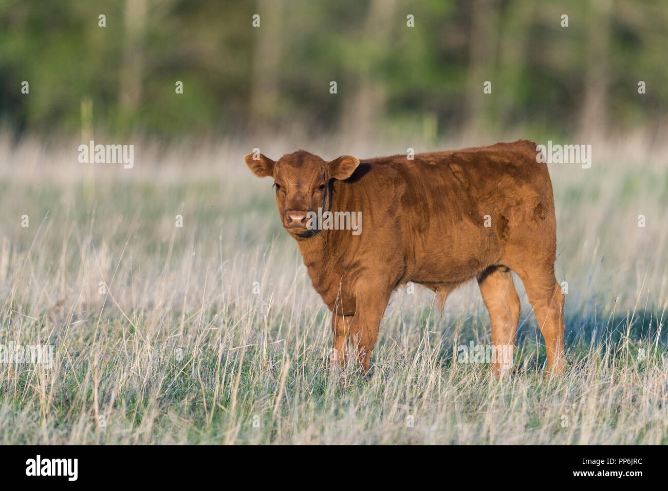 Junge Tiere Rinder in einem ländlichen Weide in der Prärie von Alberta Kanada Stockfoto