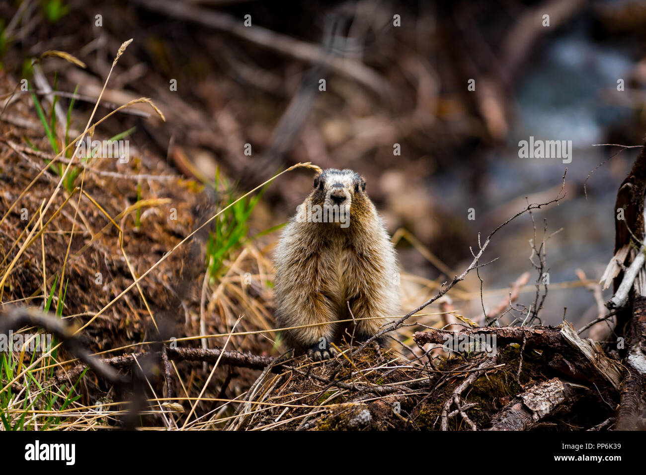 Schöne Bergwelt von Upper Kananaskis Lake an einem kühlen bewölkten und regnerischen Tag im Frühsommer. Stockfoto
