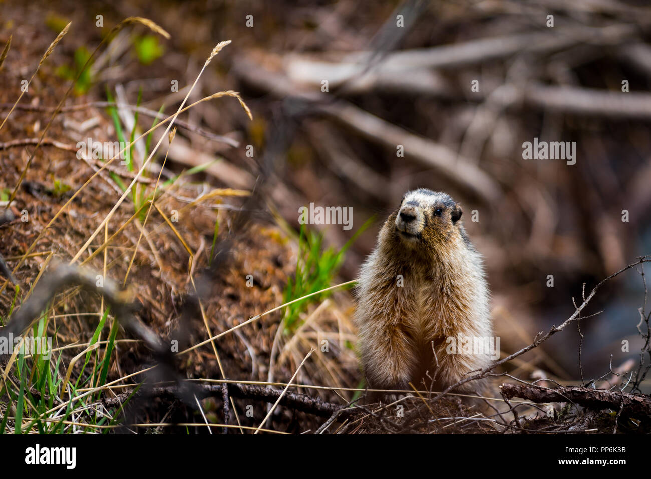 Schöne Bergwelt von Upper Kananaskis Lake an einem kühlen bewölkten und regnerischen Tag im Frühsommer. Stockfoto