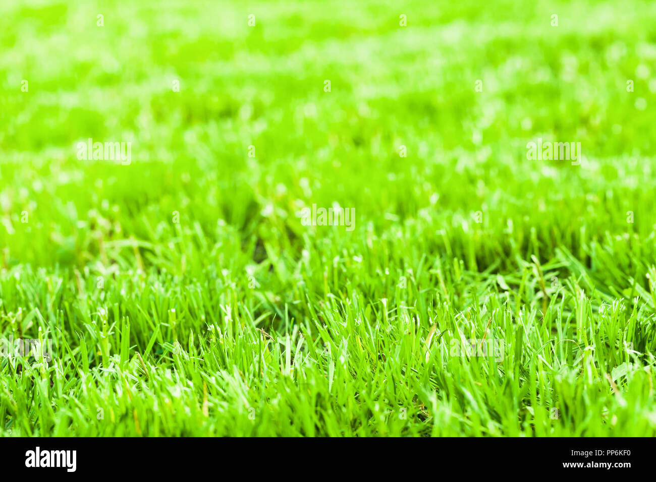 Helle grüne frische Gras Hintergrund Foto. Abgeschnittene Rasen im Sommer sonnigen Tag Stockfoto