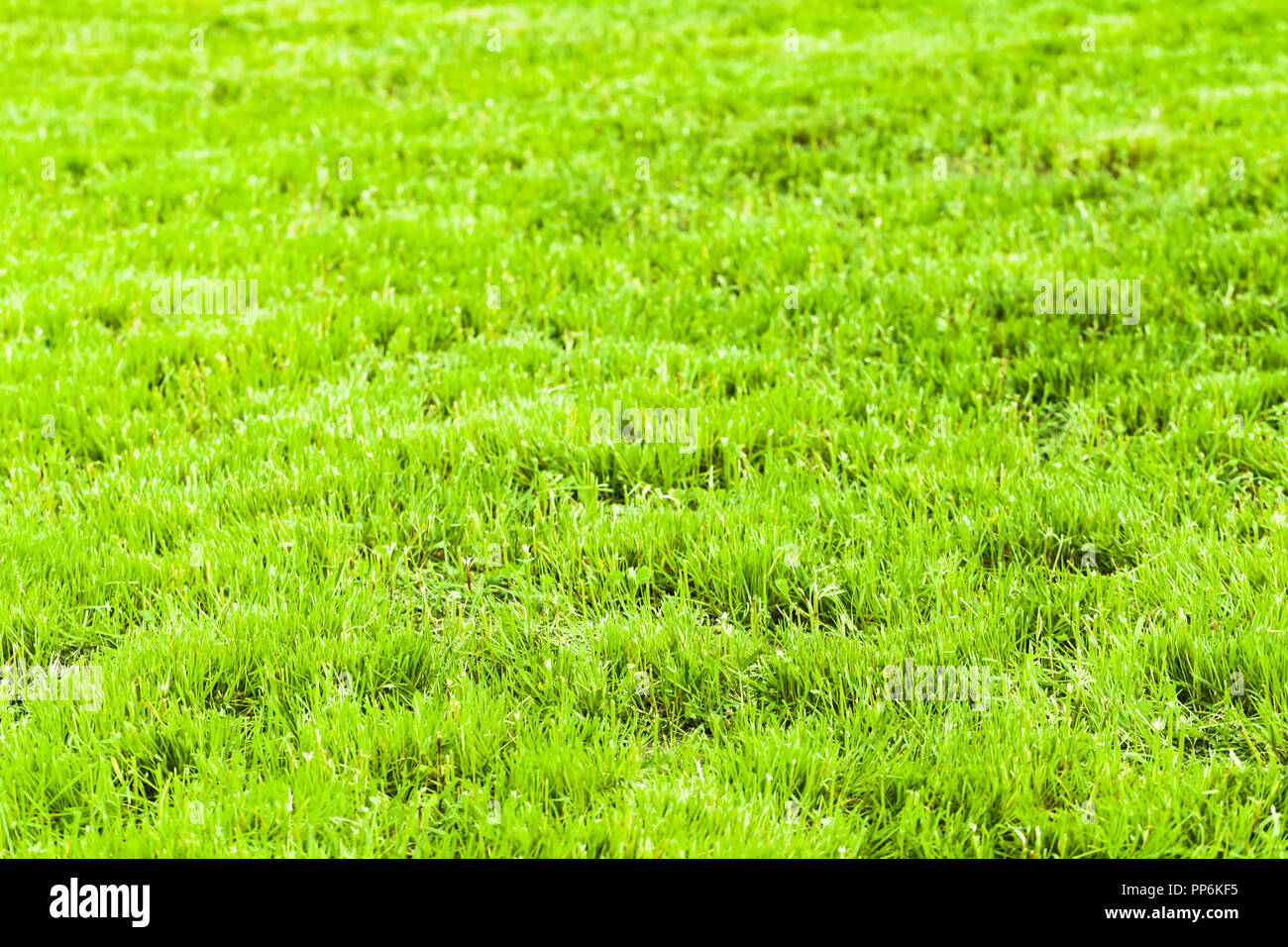 Helle grüne frische Gras Hintergrund, Makro Foto mit selektiven Fokus. Abgeschnittene Rasen im Sommer sonnigen Tag Stockfoto