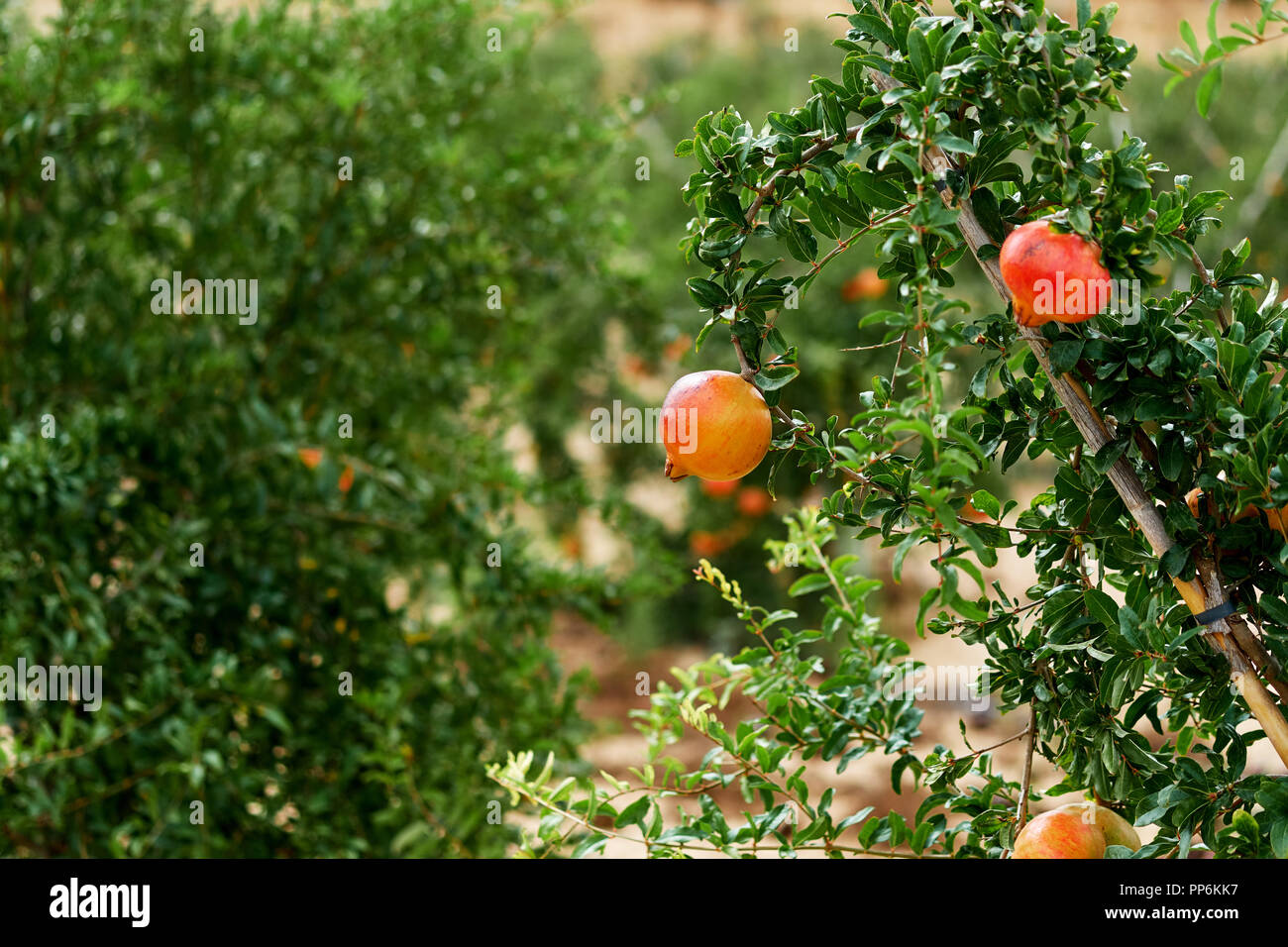 Nahaufnahme von Reif und bereit zur Abholung Grapefruit hängen an Bush. Tropisches Klima, im Süden von Spanien. Stockfoto