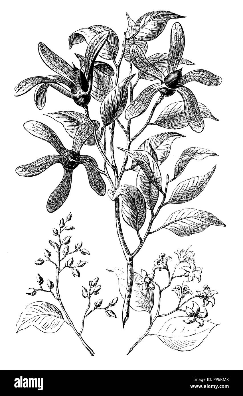 Borneo Kampfer <Dryobalanops aromatica >, Stockfoto