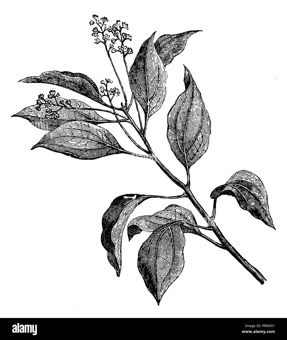 Kampfer Cinnamomum camphora Baum <>, 1888 Stockfoto